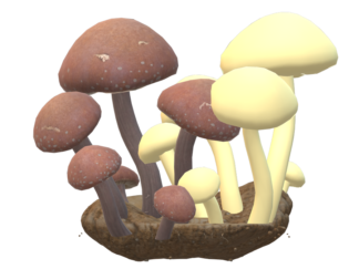 Mushrooms